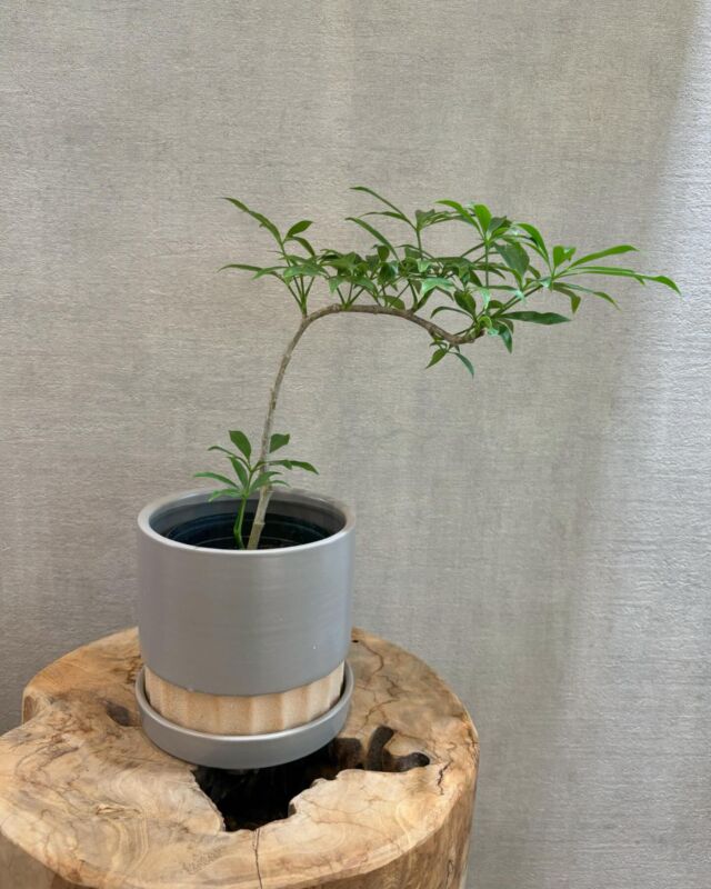 ....🐌
11月24日（日）
おはようございます。本日もOpenしました☺️

本日は
「シェフレラコンパクタ」の紹介です🌿

陰にも寒さにも強いシェフレラ。
「置き場所の自由度」は観葉植物の中でもトップクラス💪
この華奢さですが曲げがオシャレでおうちに飾っても
いい意味で目立ちます✨！
是非見にいらしてください🙏

本日も皆様のご来店お待ちしております🙇‍♀️

greenshop  Leafvain🐌
Open : 10:00-18:00 
Close : 火曜日
 

………………………………………… 

Leafveinでは、植物を使った空間作りのご提案をさせて
いただいております。店舗やオフィス緑化から、個人邸さ
ままで多岐にわたり、ご提案から施工までさせていただ
いております。お気軽にお問い合わせくださいませ🌿 
………………………………………… 

Leafveinでは、イケてるシークレットストアのagave
専門店、ARAKAWAPLANTSさんのアガベと、オシャン
なビカクシダ専門店opssumさんのビカクシダを
お取り扱いさせていただいております👍 
@arakawa_plants 
@opossum.green
#アガベ　#ビカクシダ

#シェフレラ
#シェフレラコンパクタ　

#インテリアグリーン#観葉植物インテリア#観葉植物
#ミッドセンチュリー
#岸和田市#東岸和田#観葉植物のある暮らし 
#植物好きな人と繋がりたい #leafvein#green
#greenshop
