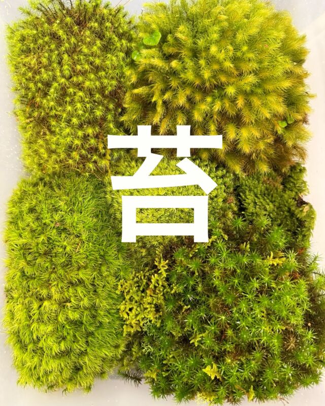 🌱
11月28日（木）
本日もオープンしております🙌

本日ご紹するのは

『苔』

以前、苔テラリウムのワークショップを開催しましたが、みなさんとっても楽しんでいただけたようで、また開催したいなーなんて思ってます🙌

この時期盆栽などに松の足元に苔を這わすのもありですね！
自浄作用の高い苔は、とっても長持ち！
お気に入りの瓶に詰めて、この時期コタツに入りながら眺めるのも良いです🌱

アソートで3〜4種をセットにして販売もしますので、ご入用のかたはお声かけくださいね🙌

お値段は1パック880円税込

是非是非ご来店お待ちしております😃

#苔
#苔テラリウム 

…………………………………………

植物を使った空間作りのご提案をさせていただいております。店舗やオフィス緑化から、個人邸さままで多岐にわたり、ご提案から施工までさせていただいております。お気軽にお問い合わせくださいませ🌿

…………………………………………

Leafveinでは、イケてるシークレットストアのagave専門店、ARAKAWAPLANTSさんのアガベと、オシャンなビカクシダ専門店opssumさんのビカクシダをお取り扱いさせていただいております👍

@arakawa_plants @green.opossum

#東岸和田 #岸和田市 #インドアグリーン #観葉植物 #plants #Green #緑が好き #植物のある暮らし #観葉植物インテリア