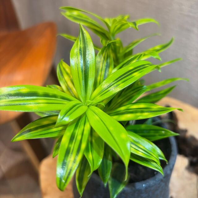 ....🐌
11月29日（金）
Openしました🌿

本日、ご紹介する植物は、
「ドラセナ・スルクロサファニータ」

ドラセナ・スルクロサ ファニータは
葉にぽわっと星が入ったような模様が
特徴的な観葉植物です。

流通量が少なく、珍しい観葉植物
ですが育てやすさはバッチリなので
初心者の方にもおすすめです✨

店頭にてご覧いただけます☺️

その他観葉植物
2.5号サイズの小鉢〜10号サイズの大鉢
たくさん取り揃えています🌿
あわせて、コーディネートを楽しめる
鉢や鉢カバー、ハンギングアイテムも充実。
インテリアグリーンをお探しの方は
是非、お越しくださいませ✨

本日も皆様のご来店お待ちしております🙇‍♀️

greenshop  Leafvain🐌
Open : 10:00-18:00 
Close : 火曜日
 

………………………………………… 

Leafveinでは、植物を使った空間作りのご提案をさせて
いただいております。店舗やオフィス緑化から、個人邸さ
ままで多岐にわたり、ご提案から施工までさせていただ
いております。お気軽にお問い合わせくださいませ🌿 
………………………………………… 

Leafveinでは、イケてるシークレットストアのagave
専門店、ARAKAWAPLANTSさんのアガベと、オシャン
なビカクシダ専門店opssumさんのビカクシダを
お取り扱いさせていただいております👍 
@arakawa_plants 
@opossum.green
#アガベ　#ビカクシダ

#ドラセナ
#ドラセナスルクロサファニータ

#インテリアグリーン#観葉植物屋 
#グリーンのある生活#観葉植物インテリア
#緑と関わる #緑が好き#ミッドセンチュリー
#ミッドセンチュリーインテリア 
#ダイバーシティインクルージョン 
#ダイバーシティ#植物の力 #岸和田市#東岸和田#観葉植物
#植物 #green #plants #生活雑貨 #植物のある暮らし 
#植物好きな人と繋がりたい #leafvein