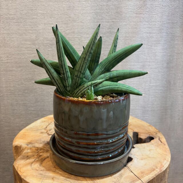 ....🐌
11月30日（土）
本日もOpenしました🌿

本日、ご紹介する植物は、
「サンスベリア　ルーキー」です☺️

白味がかった肌が特徴的なサンスベリア。

独特の株姿が美しい観葉植物、サンセベリア。
丈夫で育てやすく耐陰性もあるので
室内で長くお楽しみいただけます✨

サンスベリアは、葉の形や模様など
バリエーション、品種が豊富なので
コレクションするのも楽しい植物です😍
流通の少ない希少種なので
探していた方はぜひ。

店頭にてご覧いただけます。

その他観葉植物
2.5号サイズの小鉢〜10号サイズの大鉢
たくさん取り揃えています🌿
あわせて、コーディネートを楽しめる
鉢や鉢カバー、ハンギングアイテムも充実。
インテリアグリーンをお探しの方は
是非、お越しくださいませ✨

本日も皆様のご来店お待ちしております🙇‍♀️

greenshop  Leafvain🐌
Open : 10:00-18:00 
Close : 火曜日
 

………………………………………… 

Leafveinでは、植物を使った空間作りのご提案をさせて
いただいております。店舗やオフィス緑化から、個人邸さ
ままで多岐にわたり、ご提案から施工までさせていただ
いております。お気軽にお問い合わせくださいませ🌿 
………………………………………… 

Leafveinでは、イケてるシークレットストアのagave
専門店、ARAKAWAPLANTSさんのアガベと、オシャン
なビカクシダ専門店opssumさんのビカクシダを
お取り扱いさせていただいております👍 
@arakawa_plants 
@opossum.green
#アガベ　#ビカクシダ

#サンスベリア
#サンスベリアルーキー
#レア 

#インテリアグリーン#ぐりーん#グリーンのある生活#観葉植物インテリア
#緑と関わる #緑が好き#ミッドセンチュリー
#ミッドセンチュリーインテリア 
#ダイバーシティインクルージョン 
#ダイバーシティ#植物の力 #岸和田市#東岸和田#観葉植物
#植物 #green #plants #生活雑貨 #植物のある暮らし 
#植物好きな人と繋がりたい #leafvein