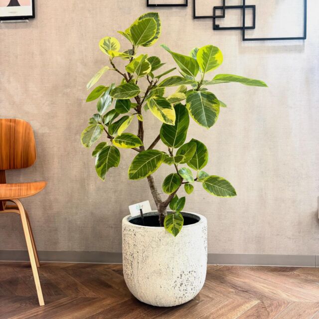 ....🐌
12月1日(日)
Openしました✨

本日、ご紹介する観葉植物は
「フィカス　アルテシマ」です。

ライトグリーンの葉に鮮やかな
黄色の斑が入ったアルテシマ🌿
お部屋の中を一気に明るくしてくれる
とても人気のある観葉植物です。

アルテシマは光が強いと
黄色の斑が鮮やかになり、暗めなところに置くと緑色が強くなります。
黄色を楽しみたい方は、でできるだけ明るい場所に
置くことをおすすめします✨

「癒し」として
もしくはおしゃれな「インテリア」として
植物を育ててみませんか？☺️

その他観葉植物
2.5号サイズの小鉢〜10号サイズの大鉢
たくさん取り揃えています🌿
あわせて、コーディネートを楽しめる
鉢や鉢カバー、ハンギングアイテムも充実。
インテリアグリーンをお探しの方は
是非、お越しくださいませ✨

本日も皆様のご来店お待ちしております🙇‍♀️

greenshop  Leafvain🐌
Open : 10:00-18:00 
Close : 火曜日
 

………………………………………… 

Leafveinでは、植物を使った空間作りのご提案をさせて
いただいております。店舗やオフィス緑化から、個人邸さ
ままで多岐にわたり、ご提案から施工までさせていただ
いております。お気軽にお問い合わせくださいませ🌿 
………………………………………… 

Leafveinでは、イケてるシークレットストアのagave
専門店、ARAKAWAPLANTSさんのアガベと、オシャン
なビカクシダ専門店opssumさんのビカクシダを
お取り扱いさせていただいております👍 
@arakawa_plants 
@opossum.green
#アガベ　#ビカクシダ

#フィカスアルテシマ
#フィカス 

#インテリアグリーン#ぐりーん#グリーンのある生活#観葉植物インテリア
#緑と関わる #緑が好き#ミッドセンチュリー
#ミッドセンチュリーインテリア 
#ダイバーシティインクルージョン 
#ダイバーシティ#植物の力 #岸和田市#東岸和田#観葉植物
#植物 #green #plants #生活雑貨 #植物のある暮らし 
#植物好きな人と繋がりたい #leafvein