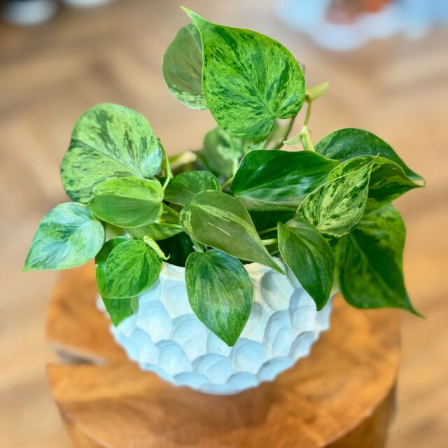 ....🐌
12月2日（月）
本日もOpenしました🙏🏻

本日、ご紹介する植物は
『フィロデンドロン　ヘデラカムバリエガータ』

少し希少な品種です🌿
マーブル模様の斑が良いアクセントですね。

耐陰性があり日光が直接当たらない
室内でも育てやすいフィロデンドロン！！
種類によって特徴が
大きく異なるのも魅力の一つ✨
つる性の種類や直立性のものがあり
種類によって葉っぱの模様や
色も大きく違うので
様々な表情で楽しませてくれます☺️

店頭にてご覧いただけます。

その他観葉植物
2.5号サイズの小鉢〜10号サイズの大鉢
たくさん取り揃えています🌿
あわせて、コーディネートを楽しめる
鉢や鉢カバー、ハンギングアイテムも充実。
インテリアグリーンをお探しの方は
是非、お越しくださいませ✨

本日も皆様のご来店お待ちしております🙇‍♀️

greenshop  Leafvain🐌
Open : 10:00-18:00 
Close : 火曜日
 

………………………………………… 

Leafveinでは、植物を使った空間作りのご提案をさせて
いただいております。店舗やオフィス緑化から、個人邸さ
ままで多岐にわたり、ご提案から施工までさせていただ
いております。お気軽にお問い合わせくださいませ🌿 
………………………………………… 

Leafveinでは、イケてるシークレットストアのagave
専門店、ARAKAWAPLANTSさんのアガベと、オシャン
なビカクシダ専門店opssumさんのビカクシダを
お取り扱いさせていただいております👍 
@arakawa_plants 
@opossum.green
#アガベ　#ビカクシダ

#フィロデンドロンヘデラカムバリエガータ
#フィロデンドロン
#レア品種

#インテリアグリーン#グリーンのある生活#観葉植物インテリア #緑が好き#ミッドセンチュリー#ミッドセンチュリーインテリア#岸和田市#東岸和田#観葉植物#植物 #green #plants #植物のある暮らし 
#植物好きな人と繋がりたい #leafvein