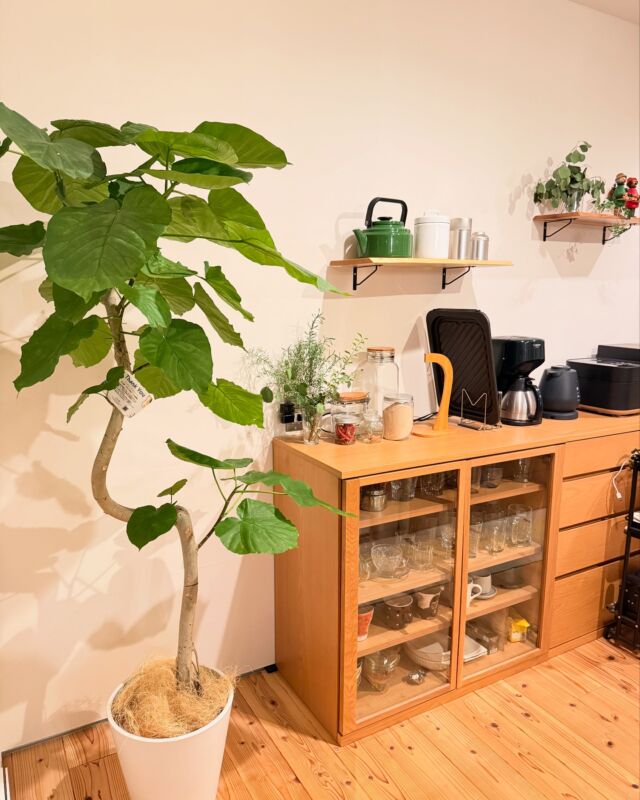 🌱
12月4日（水）
本日もオープンいたしました😃

本日は素敵ハウスをご紹介🌱
先日ウンベラータをお届けしたお家。
お家に大きな植物はこれが初めてだということで、育てやすいウンベラータをオススメしました♪

ウンベラータの大きなハート型の葉っぱは、木のぬくもりを感じるインテリアと相性抜群です。シンプルな木製家具や白を基調とした空間に置くと、グリーンがアクセントとなってとっても映えますよね😆
まさに、このお家にぴったりでした！そしてそして、このグリーンのケトルとお色味が合って、テンション上がって、沢山お写真撮らせていただいたのに、どれもブレていると言う失態💨💨💨

素敵なご家族と共にしっかり根付いて、美しく元気に育ってほしいです🌱

…………………………………………

植物を使った空間作りのご提案をさせていただいております。店舗やオフィス緑化から、個人邸さままで多岐にわたり、ご提案から施工までさせていただいております。お気軽にお問い合わせくださいませ🌿

…………………………………………

Leafveinでは、イケてるシークレットストアのagave専門店、ARAKAWAPLANTSさんのアガベと、オシャンなビカクシダ専門店opssumさんのビカクシダをお取り扱いさせていただいております👍

@arakawa_plants @green.opossum

#東岸和田 #岸和田市 #インドアグリーン #観葉植物 #plants #Green #緑が好き #植物のある暮らし #観葉植物インテリア